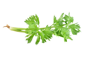 Fresh celery isolated on white background.