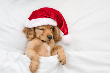 Funny English Cocker spaniel puppy wearing red santa hat sleeps under white blanket at home. Top...
