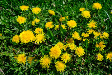 Close up of many vivid yellow dandelion or Taraxacum wild flowers in a spring garden and blured green leaves in the background.