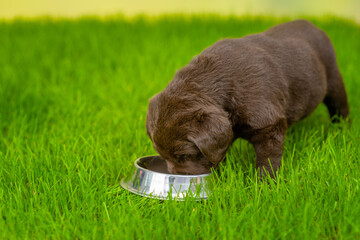 Chocolate Labrador Retriever Puppy drinks water from metal bowl on green summer grass