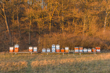 Sixteen beehives in an autumn landscape in the light of the setting sun.