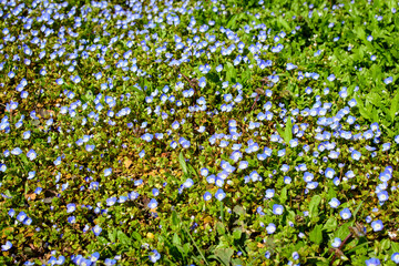 Many small blue flowers of Veronica persica plant, commonly known as birdeye, common field, winter or Persian speedwell, in a garden in a sunny spring day, beautiful outdoor floral background.