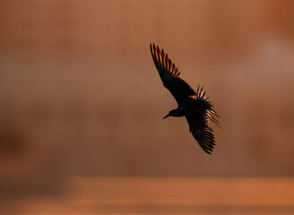 White-cheeked Tern fishing at Tubli bay, Bahrain