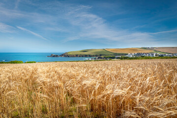 A field of golden wheat in Cornwall