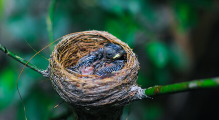 Newborn bird in the nest close up. A small little bird in the nest waits for mother. Baby bird close look. Living in a bird's nest made of grass.
