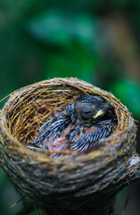 Newborn bird in the nest close up. A small little bird in the nest waits for mother. Baby bird close look. Living in a bird's nest made of grass.