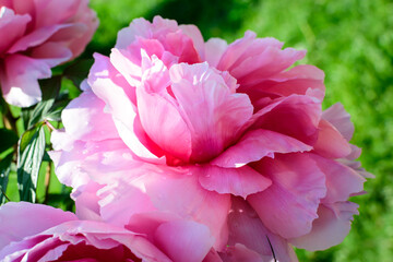 One large delicate pink peony flower in direct sunlight, in a garden in a sunny summer day, beautiful outdoor floral background photographed with selective focus..