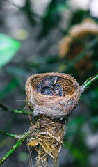 Newborn bird in the nest close up. A small little bird in the nest waits for mother. Baby bird close look. Living in a bird's nest made of grass.