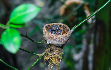 Newborn bird in the nest closes up. A small little bird in the nest waits for mother. Baby bird close look. Living in a bird's nest made of grass.