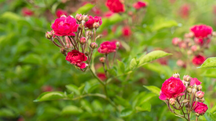 Obraz na płótnie Canvas Climbing rose, small inflorescences, the period of the beginning of flowering, bright pink