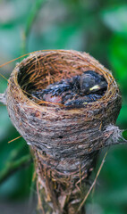 Newborn bird in the nest closes up. A small little bird in the nest waits for mother. Baby bird close look. Living in a bird's nest made of grass.