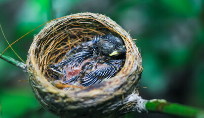 Newborn bird in the nest close up. A small little bird in the nest waits for mother. Baby bird close look. Living in a bird's nest made of grass.