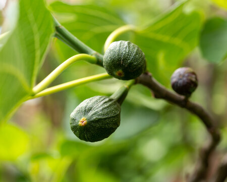Fig tree young unripe fruits in summer garden