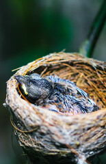 Newborn bird in the nest close up. A small little bird in the nest waits for mother. Baby bird close look. Living in a bird's nest made of grass.