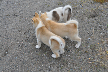 Grönland Schlitten Hunde und Robben