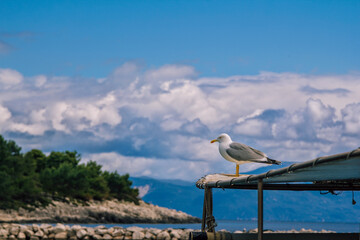 Beautiful summer landscape - blue sea water, large cliff, covered with grass, and small beach inside. Corfu Island, Greece.