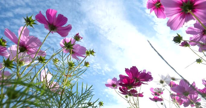 Video of a field of cosmos in full bloom, looking up at the flowers from directly below and slowly turning.