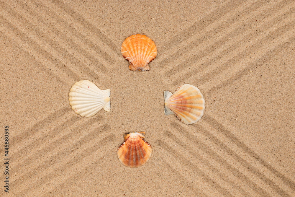 Wall mural Seashells lying on lines made of sand. Beach background.