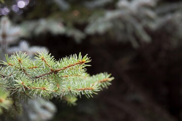 Brightly green prickly branches of a fur-tree or pine. Branches of decorative spruce.