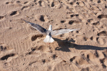 Bird flying over the sand of the beach. Top view.