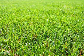 Obraz premium Green grass background. Close-up. Green grass texture.