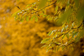 Fall, autumn, leaves background. A tree branch with autumn leaves on a blurred background....