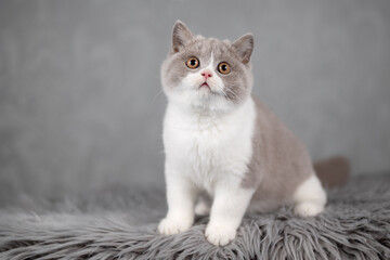 Britisch Kurzhaar Katzen Kitten Katzenbaby © Wabi-Sabi Fotografie