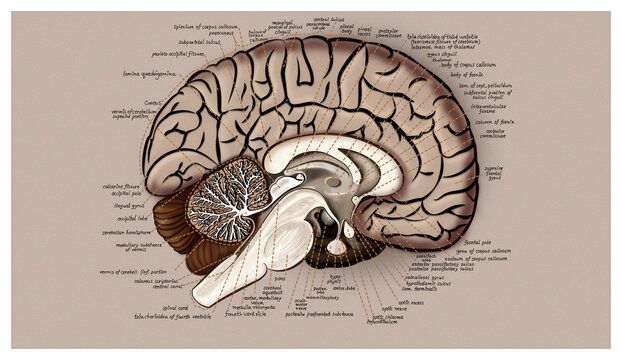 anatomy of the human brain