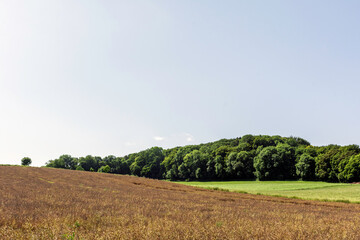 field and blue sky