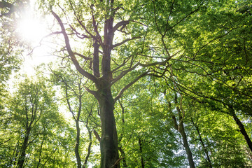 Obraz premium trees in the forest