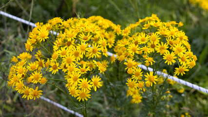 Obraz premium Yellow flowers by the wayside