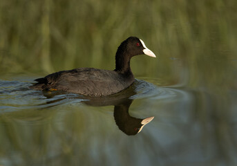 Eurasian coot at Adhari canal with reflection on water, Bahrain