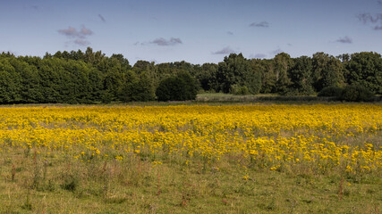 Nature Reserve Höltigbaum - View across a meadow to the edge of the forest