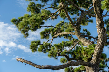 たくましい松と空