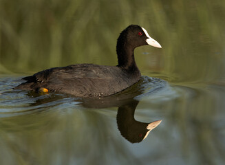 Portrait of a Eurasian coot at Adhari canal with reflection on water, Bahrain