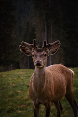 beauty in the forest