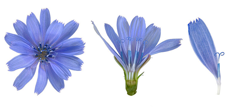 Gemeine Wegwarte (Cichorium intybus), Bl&uuml;te,  Bildtafel, freigestellt, Deutschland