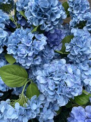 Blue hydrangea flowers in bloom close-up