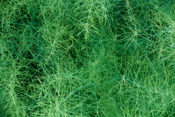 Fluffy branches of the plant. Background.