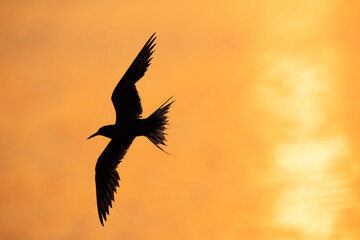 Fototapeta na wymiar Silhouette of a White-cheeked Tern fishing at Tubli bay, Bahrain