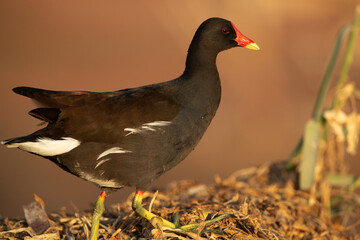 Closeup of a Common Moorhen, Bahrain