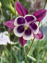 purple orchid flower