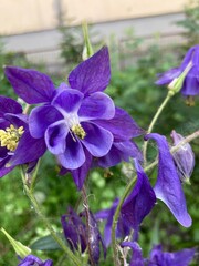 flowers in the garden