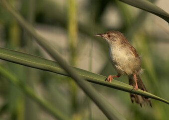 Plain Prinia perched on weed at Adhari, Bahrain