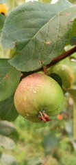 Green apple on a branch with a pink barrel. Drop on fruit after rain 