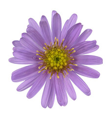 Neubelgische Aster (Symphyotrichum novi-belgii), Blüte, freigestellt, Deutschland