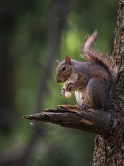 Naklejka na ściany i meble North American gray squirrel eats a peanut sitting on a branch of a tree