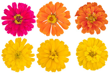 Collage of Mix-Color (Pink,Orange,Yellow) Chrysanthemums as background picture.Flower on clipping path.