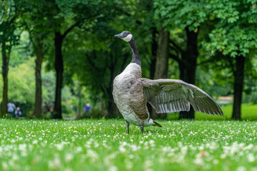 Gänse im Westpark München © Andi K