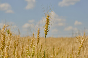 Wheat or barley spikelets in a field against a blurred  background. Shallow depth of field